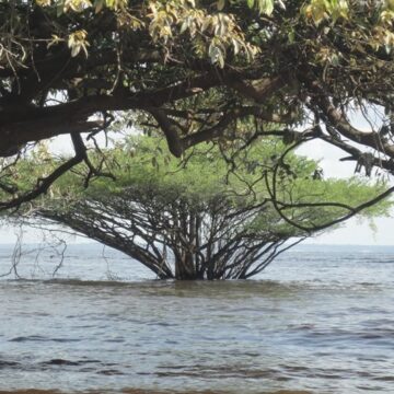 Rios de manaus e suas cheias