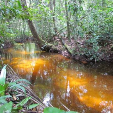 Belezas naturais de Manaus