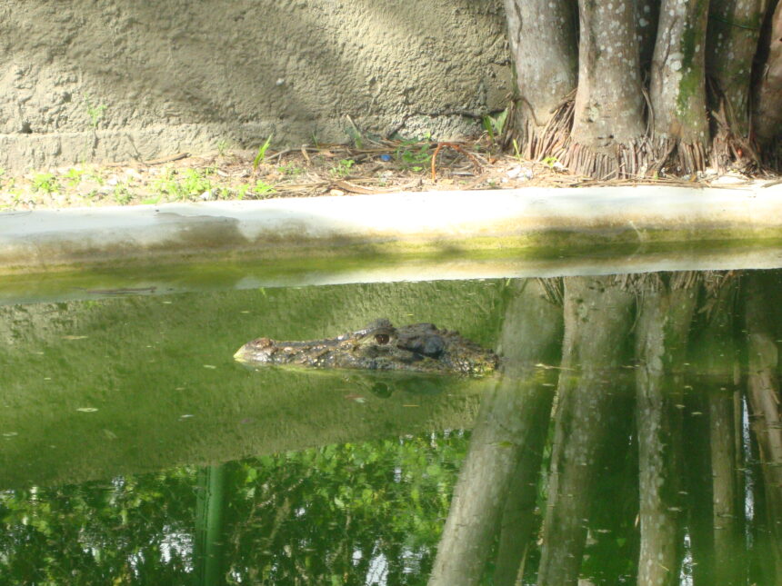 Jacaré imponente, uma majestade